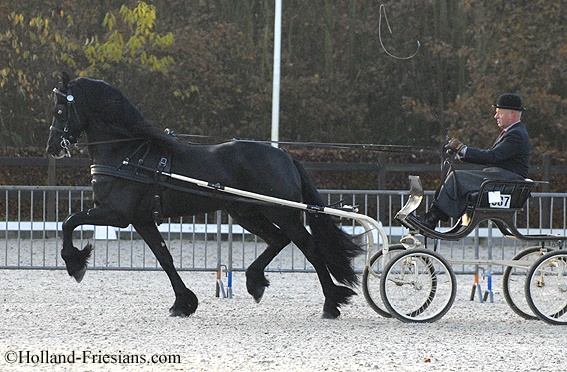 Equine Info Exchange Friesian Horse